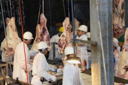 BT_USDA_Beef_Meat_Packer