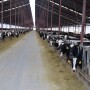 The ongoing milk price rollercoaster that seems to be on a downward track has once again forced a Dairy Margin Coverage payment to be issued in 2023.
