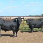 BT_Gardiner_Angus_Bulls