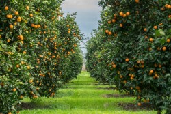 australia citrus