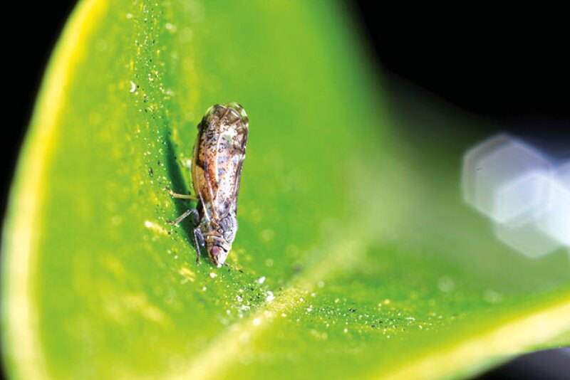 The Asian citrus psyllid spreads citrus greening disease, aka huanglongbing.