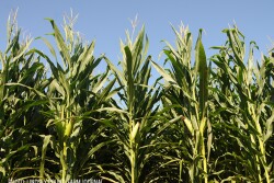Corn field - Lindsey Pound