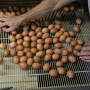 Per-capita consumption of eggs projected to reach highest in decades.