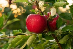 Rave apples on tree