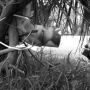 A trail cam captured this raccoon taking the vaccine bait.