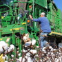 COTTON 2022