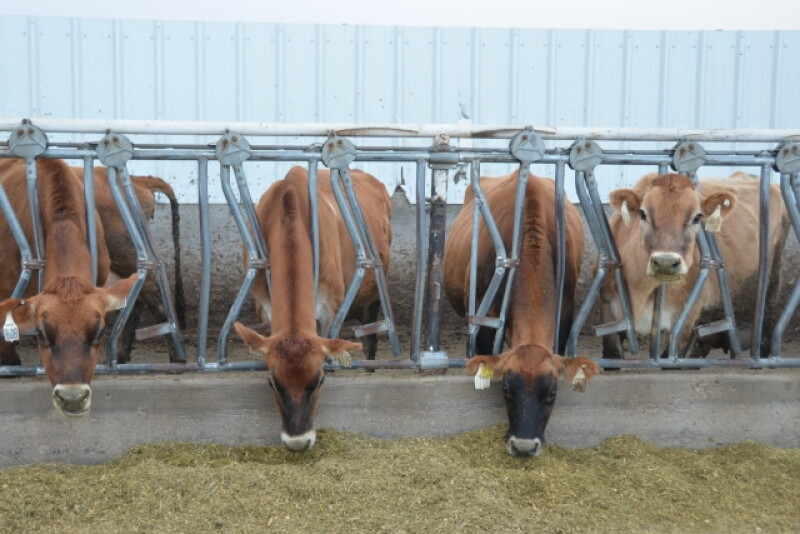 DT_Jersey_Cows_Feed