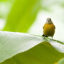 Chiquita 