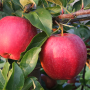gala apples - michigan