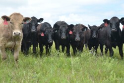 "In the case of beef, farmers and ranchers produce cattle using 33percent less land, 12 percent less water, and with a 16 percent smaller carbon footprint in 2007 compared to 1977. That is an astounding sustainability success story,” said Julie Anna Potts, President and CEO of the Meat Institute.