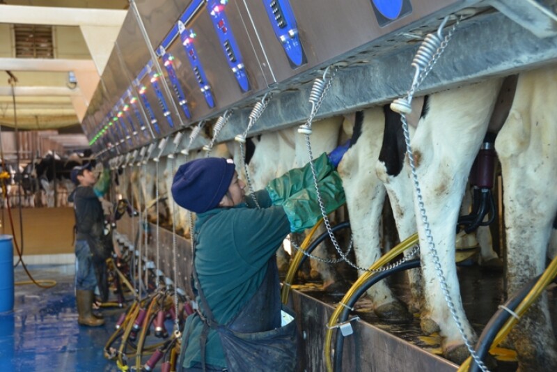 Dairy workers prepping and putting milkers on in a parlor. 