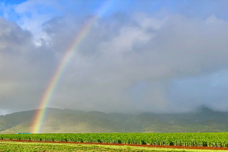 Bayer is a significant contributor to Hawaii's agriculture community, with farms on Maui, Molokai and Oahu.