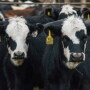 Feeder markets have shown extreme volatility