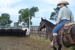BT_Cattle_Cowboy_Horse_Work