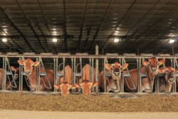 The livestock production businesses of the future will need to balance much more than the bottom line.