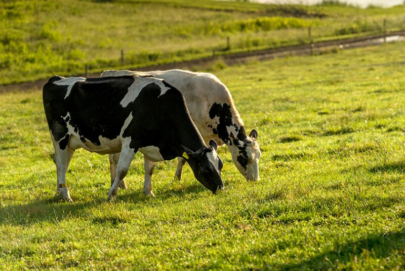 Organic Valley cows 