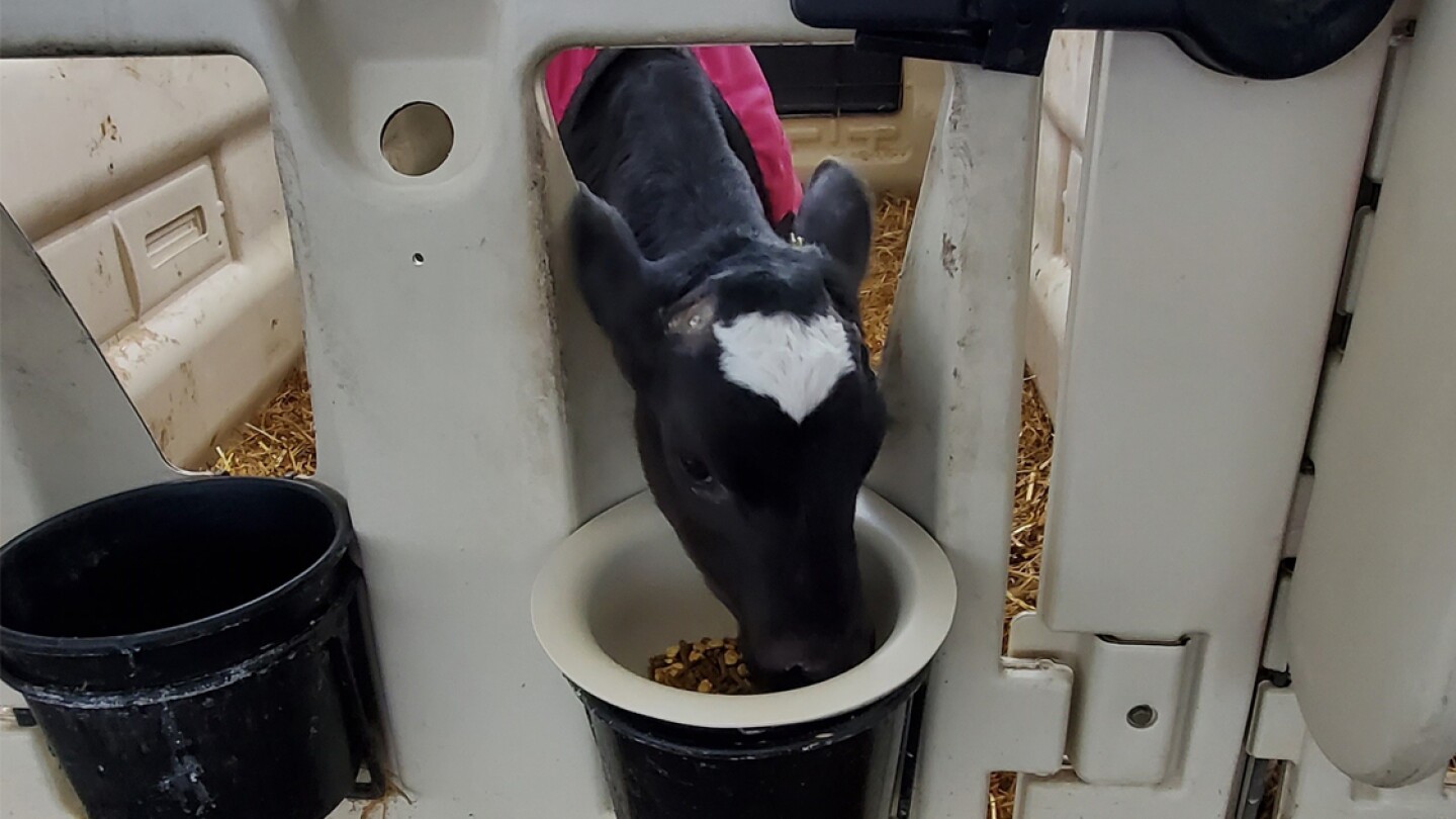 Calf Starter Grain Critical To Weaning Transition Dairy Herd