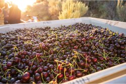 Stemilt cherries