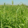 Forage_Sorghum