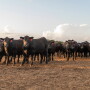 Shaw Feedyard