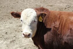 BT_Hereford_Feeder_Steer