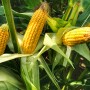 corn_crop_-_Crop_Tour_0.jpg