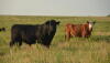 Test bulls prior to breeding season
