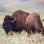 Bison