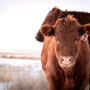 Red steer