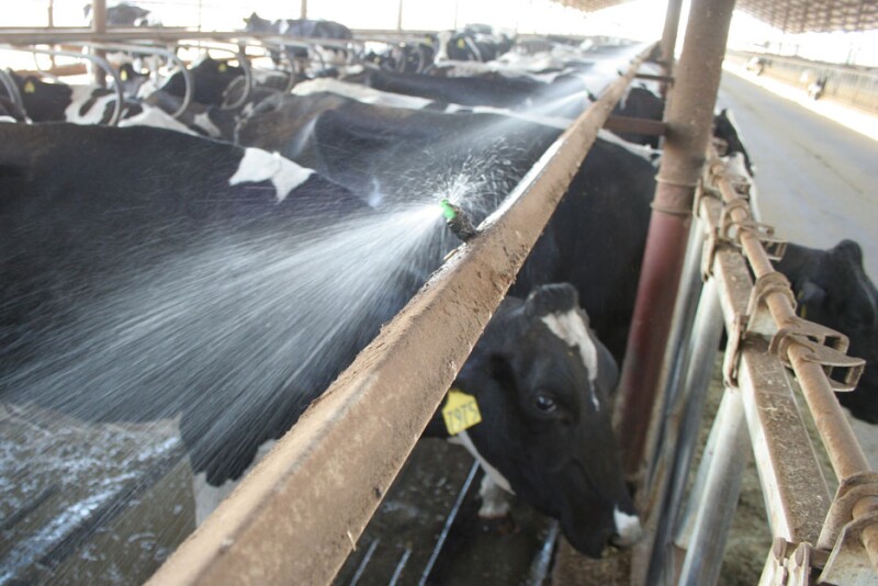 Juan Piñeiro, assistant professor and extension dairy specialist with Texas A&M recommends providing enough shade and drinking water to all milking cows, dry cows and heifers.