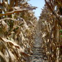 corn-field-1-1557375