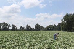 A Nash Produce worker checks out the company’s crop. Rebecca Scott, grower account and marketing director, says the 2020 crop is looking great.