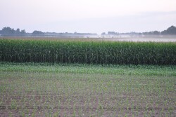As COVID-19 acted as an anchor on the markets, and the ethanol crisis continues to unfold, some analysts think 97 million acres of corn is a stretch in 2020.