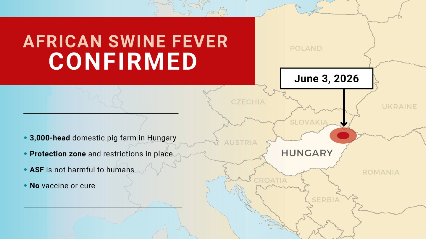 African swine fever biosecurity image