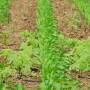 Weeds in Corn