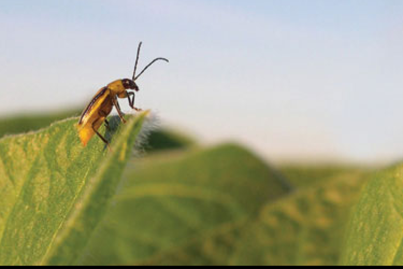 Western corn rootworm