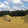 NFREC-Hay-Bales-in-Field