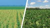 Corn, Soybeans