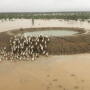 Cattle seeking refuge from rising floodwaters on a pond embankment in Queensland, Australia. 
