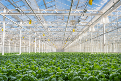 Gotham Greens greenhouse