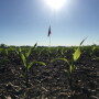 An OSU flag marks the location of Terra Byte, a record-breaking corn plant used to find actionable data potential for U.S. growers.