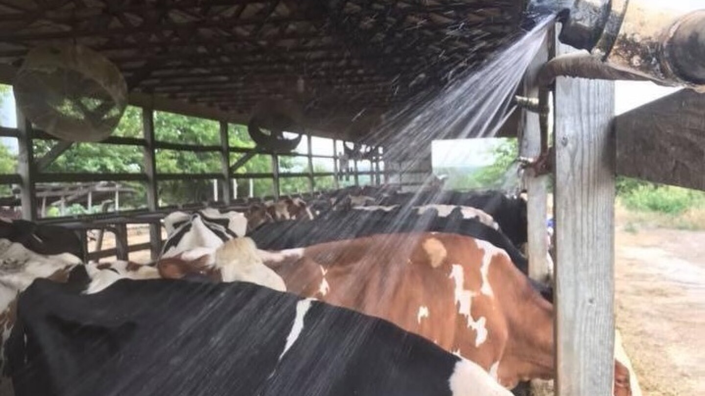 What Producers Overlook About Heat Stress