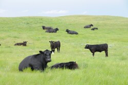 Are you a livestock photographer enthusiast? Submit your best cow pictures in our contest!