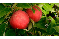 stemilt honeycrisp