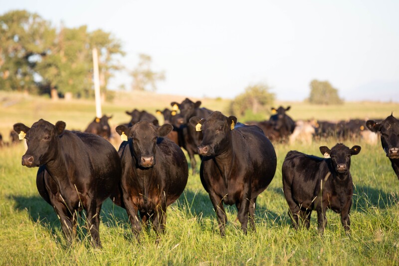 Grazing cows
