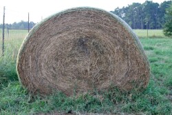 Haybale