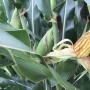 You can make a new selection after Sept. 1 for the 2019 and 2020 growing seasons. 