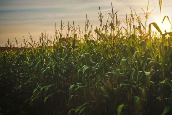 Cornfield by Canva