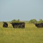 BT_Stocker_Cattle_Grass