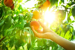 Peaches on a tree picked by a hand